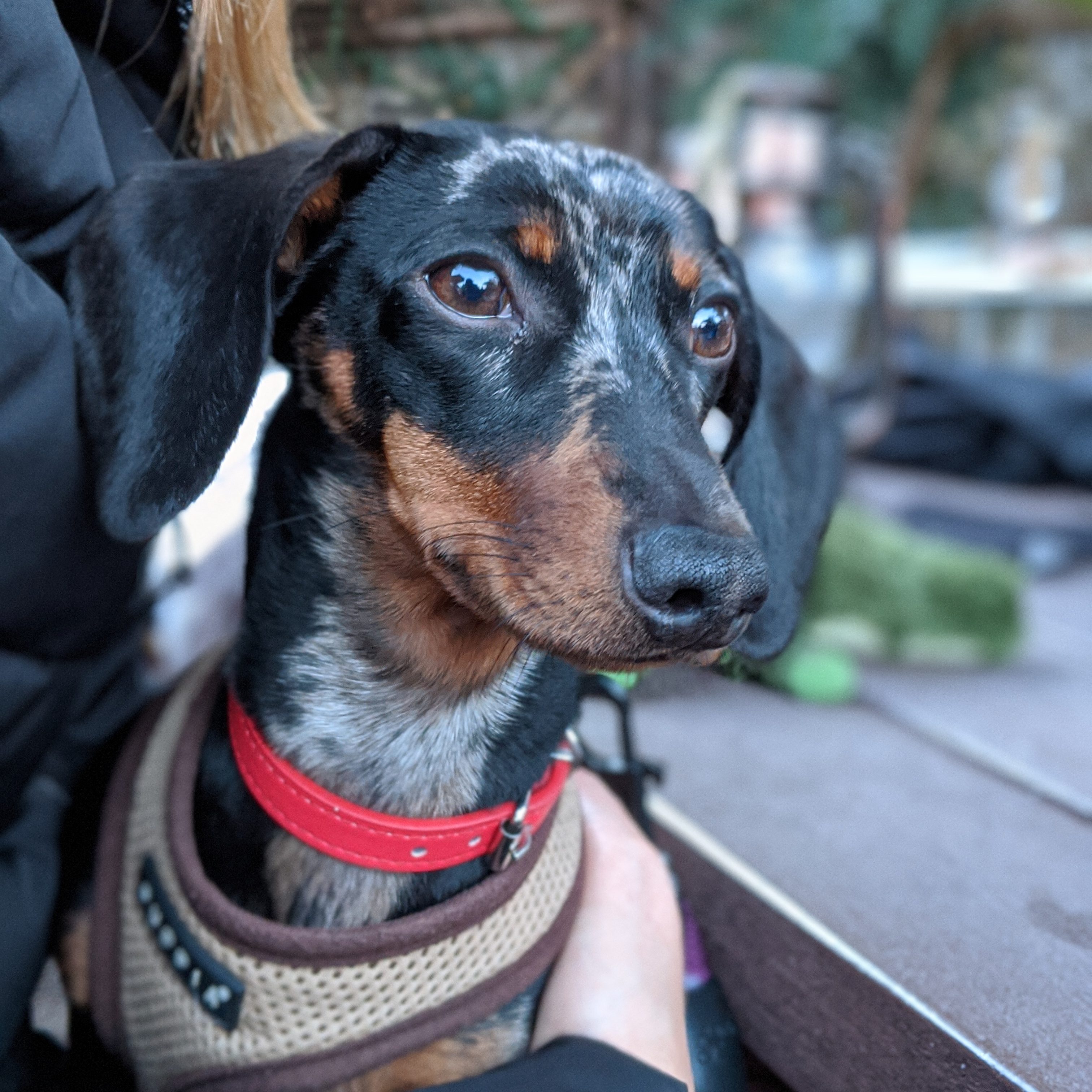 Debbo's Doggo's dachshund